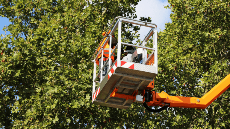 tree management services