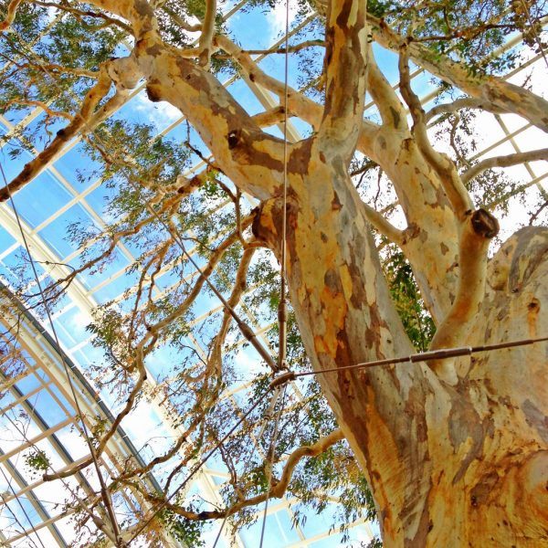 Tree cabling and bracing project by Atlas Tree to protect the longevity of an old tree