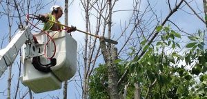 Tree pruning by the tree care professionals at Atlas Tree