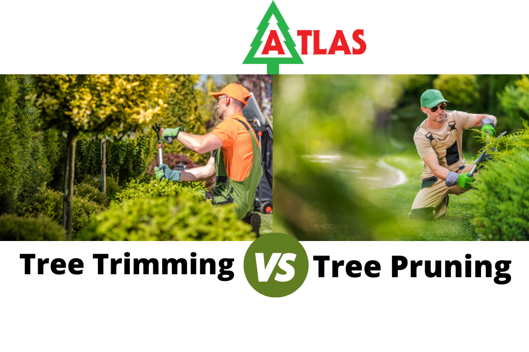 Tree Trimming Vs. Pruning - the Key Difference?