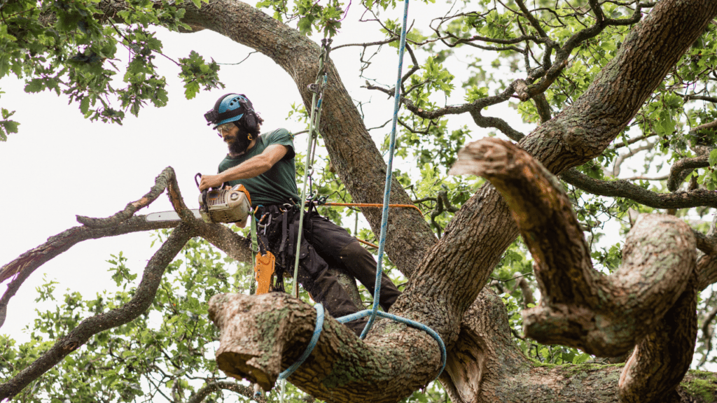 how to remove a large tree carefully
